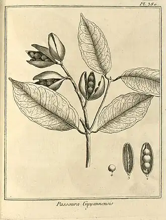 Description de l'image Passoura guianensis Aublet 1775 pl 380.jpg.