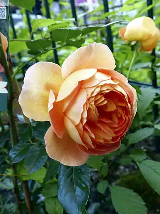 Image illustrative de l’article Pat Austin