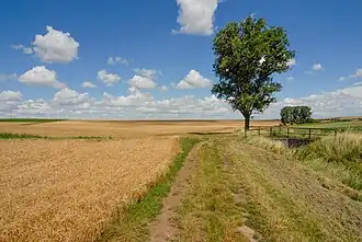 Ilbesheim (Mont Tonnerre)