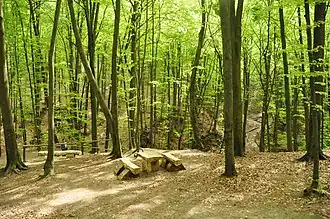 Yavorivskyi National Nature Park.jpg