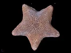 Patiriella regularis.