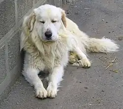 un chien de la race Montagne des Pyrénées