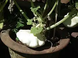 Culture de pâtisson.