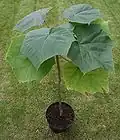 Jeune Paulownia elongata&nbsp;(en).
