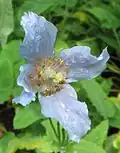 Goutte de pluie sur la fleur de pavot bleu.