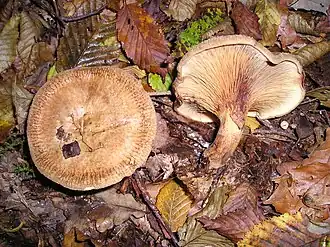 Description de cette image, également commentée ci-après