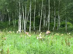 Bouleaux de Mandchourie.