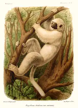 Planche illustrative de Propithecus candidus.