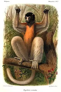 Planche illustrative de Propithecus coronatus.