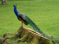 Un oiseau en grande partie bleu-vert métallisé