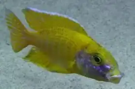 Description de l'image Peacock sunshine.jpg.