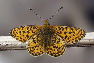 Boloria (Clossiana) euphrosyne