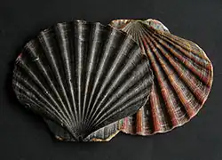 Pecten maximus