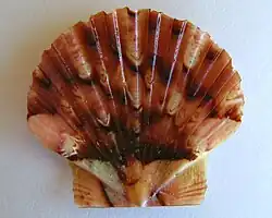 Pecten novaezelandiae