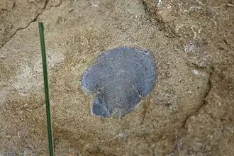 Description de l'image Pecten_silenus.jpg.