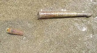 Tube de Pectinaria koreni