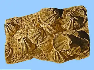 Description de l'image Pectinidae - Gigantopecten latissimus.psd.jpg.