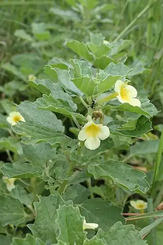Description de cette image, également commentée ci-après