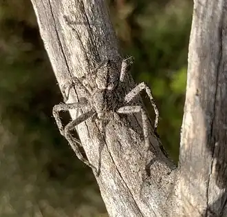 Description de l'image Pediana regina - Bark Hunstman Spider.jpg.