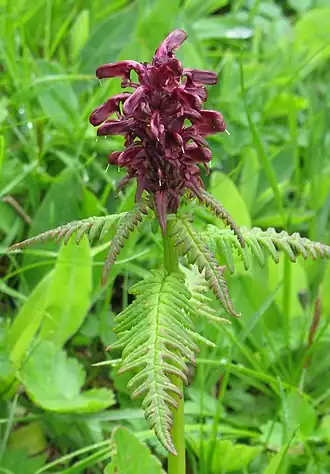 Description de l'image Pedicularis recutita RF.jpg.