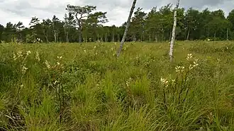 Habitat de Pedicularis sceptrum-carolinum en Estonie.