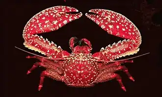 Petrolisthes desmarestii.