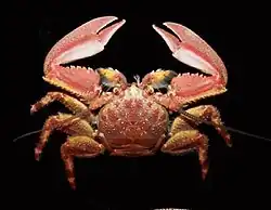 Petrolisthes tuberculosus.