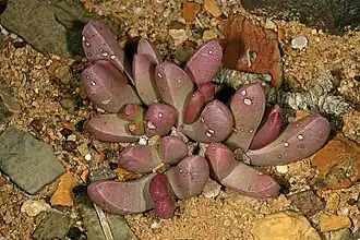 Description de l'image Peersia macradenia 1DS-II 3-6092.jpg.