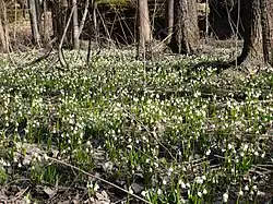 Leucojum vernum en Tchéquie.