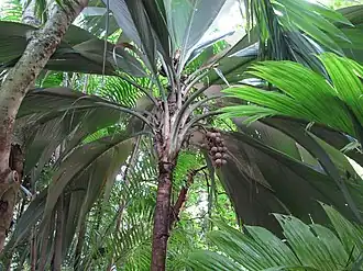 Pelagodoxa henryana, une Pelagodoxeae