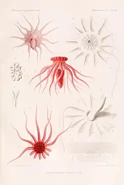 Plusieurs dessins anciens présentant l'animal et son anatomie.