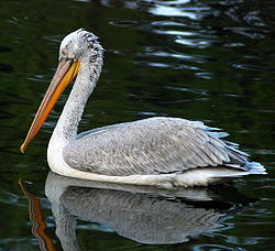 Pelecanus crispus (Pelecanidae)