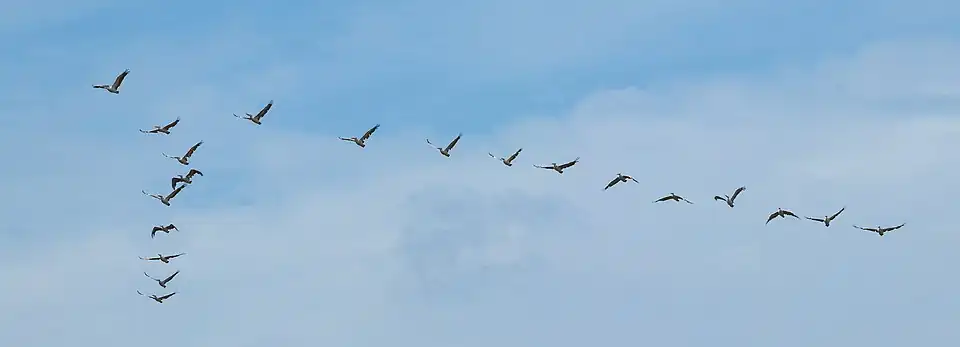 Une vingtaine de pélicans, volant en formation en V, pointe vers le devant.