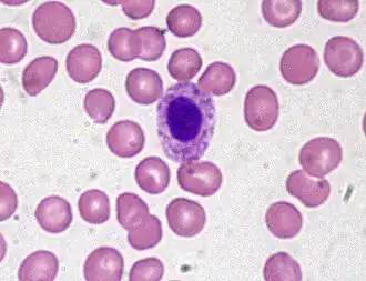 Description de l'image Pelgeroid Neutrophil (monolobate).jpg.