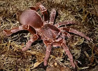 Description de l'image Pelinobius muticus adult.jpg.