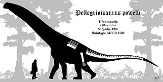 Description de l'image Pellegrinisaurus Skeleton reconstruction.jpg.
