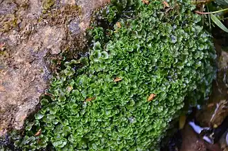 Description de l'image Pellia endiviifolia (Clouange-12).JPG.