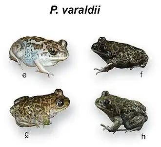Description de l'image Pelobates (10.3897-zookeys.859.33634) Figure 3 (cropped Pelobates varaldii).jpg.