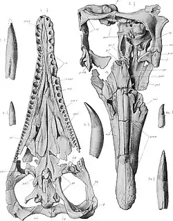 Illustration des crânes de Peloneustes vus d'en haut et d'en bas.