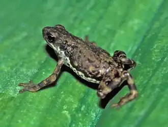 Description de l'image Pelophryne lighti.jpg.