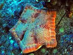 Jeune spécimen en aquarium.