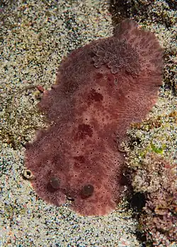 Peltodoris rubra
