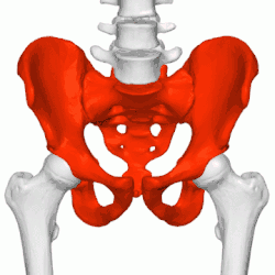 Pelvis (mâle) représenté en rouge et faisant la jonction entre la colonne vertébrale et les membres inférieurs