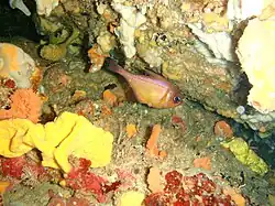 Pempheris klunzingeri