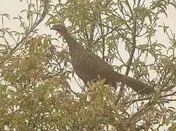 pénélope de Dabbene