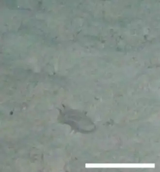 Penilpidia ludwigi.