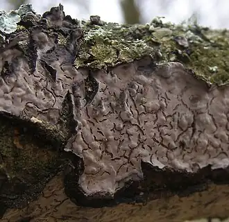 Description de l'image Peniophora-quercina-Crust-fungus-20110225a.JPG.