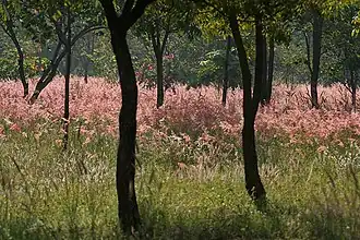 Description de l'image Pennisetum pedicellatum in Hyderabad, AP W IMG 1344.jpg.