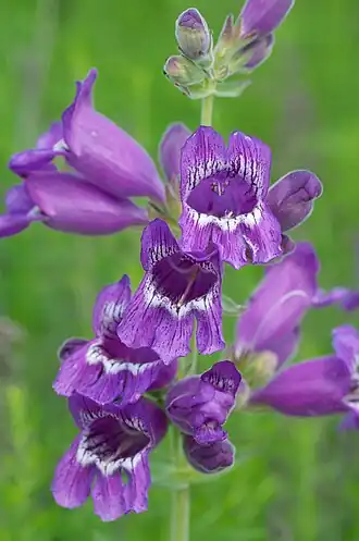 Description de l'image Penstemon cobaea 2.jpg.