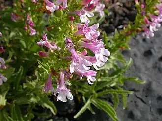 Description de l'image Penstemon deustus (4391745779).jpg.